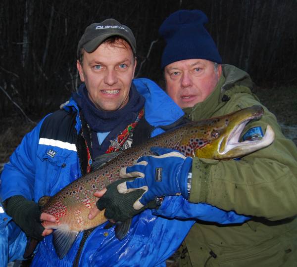 Noen laksunger kan leve veldig godt med lakseparasitten